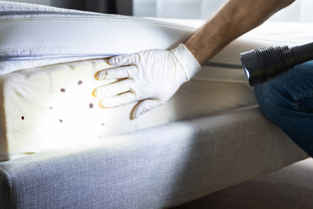 Trusted Barnwell, SC Pest Control Experts
